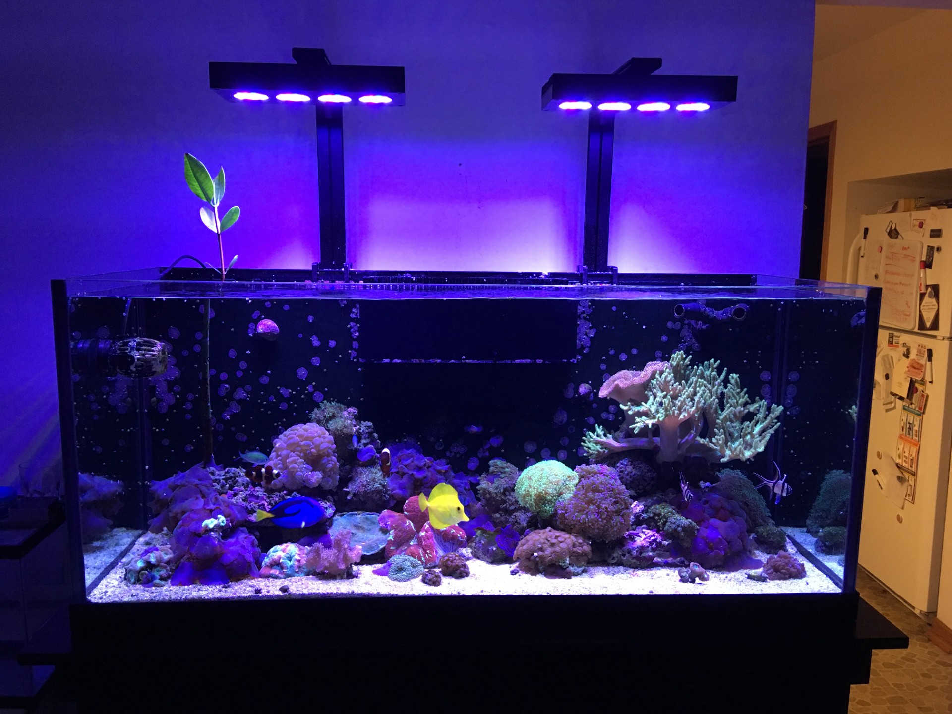 Aquarium maintenance service