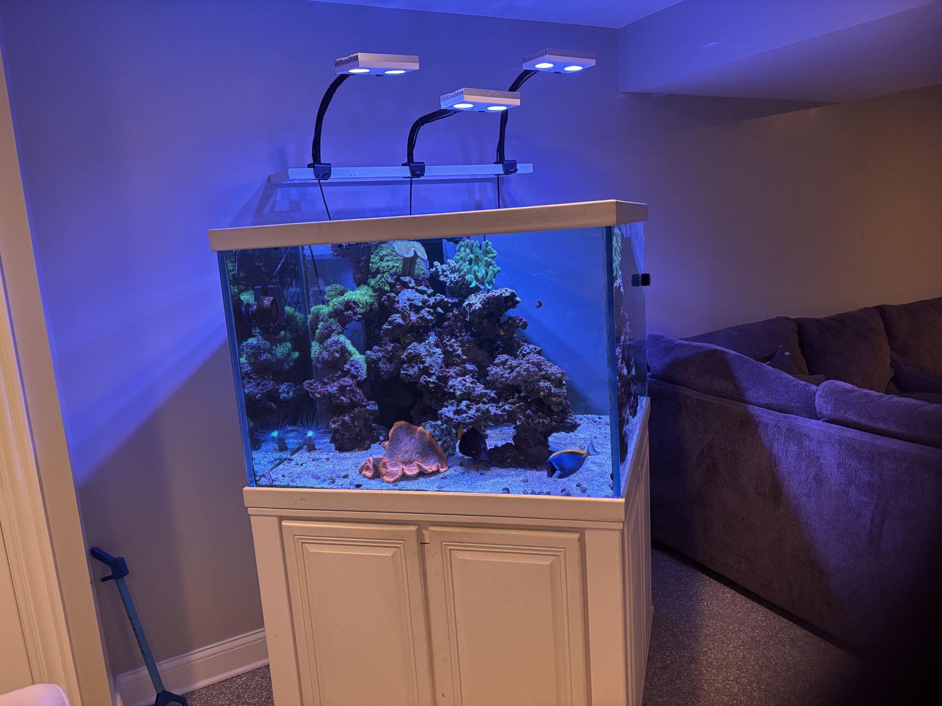 Professional fish tank cleaning