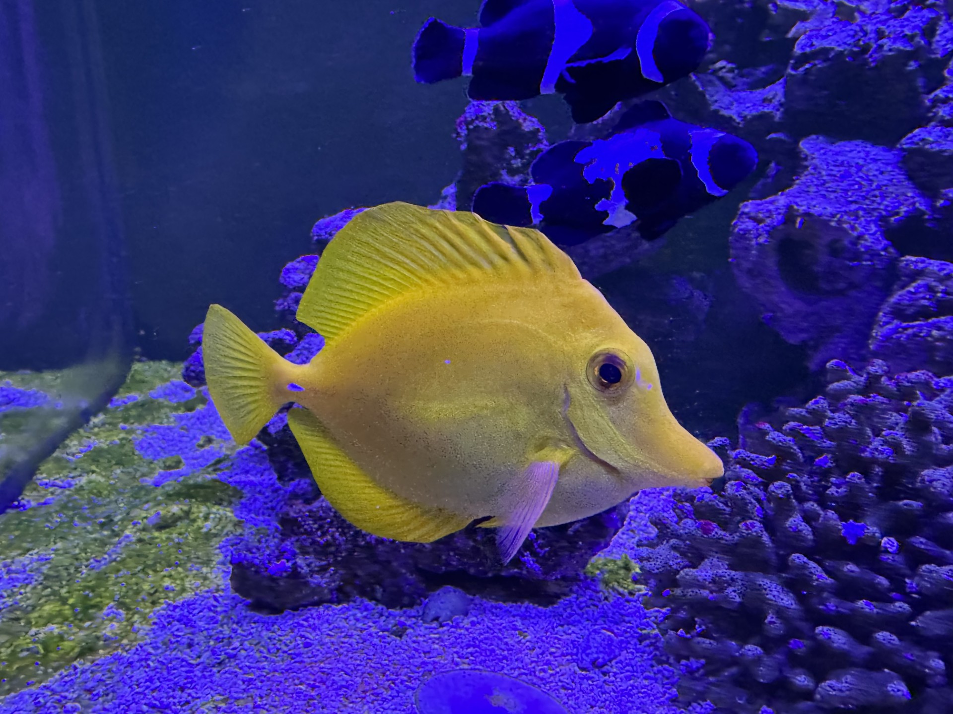 Aquarium setup and installation