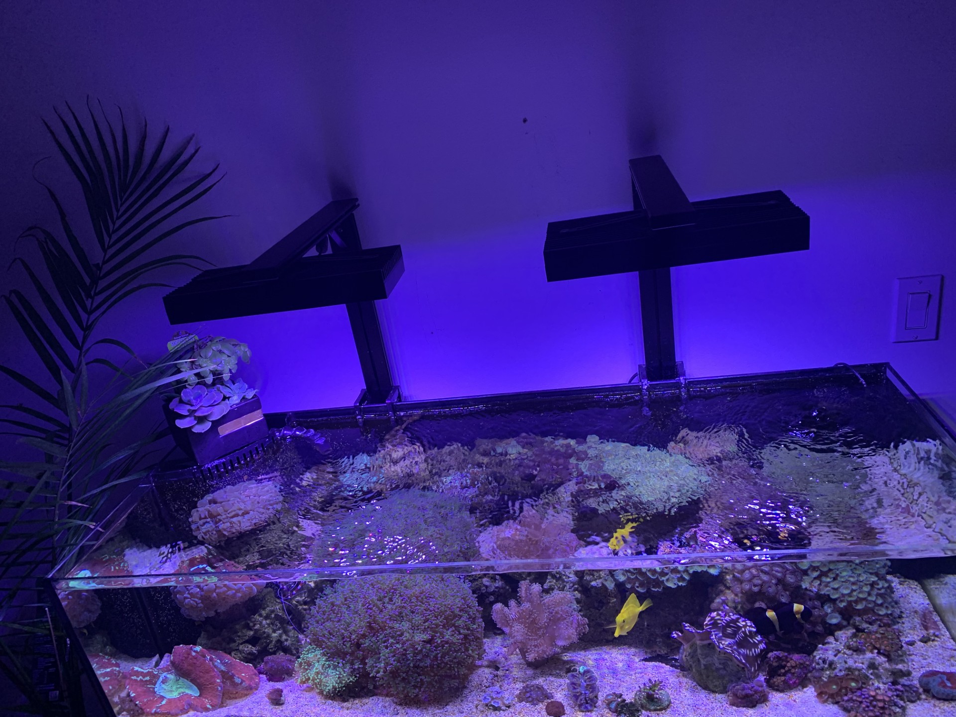 Beautiful aquarium design