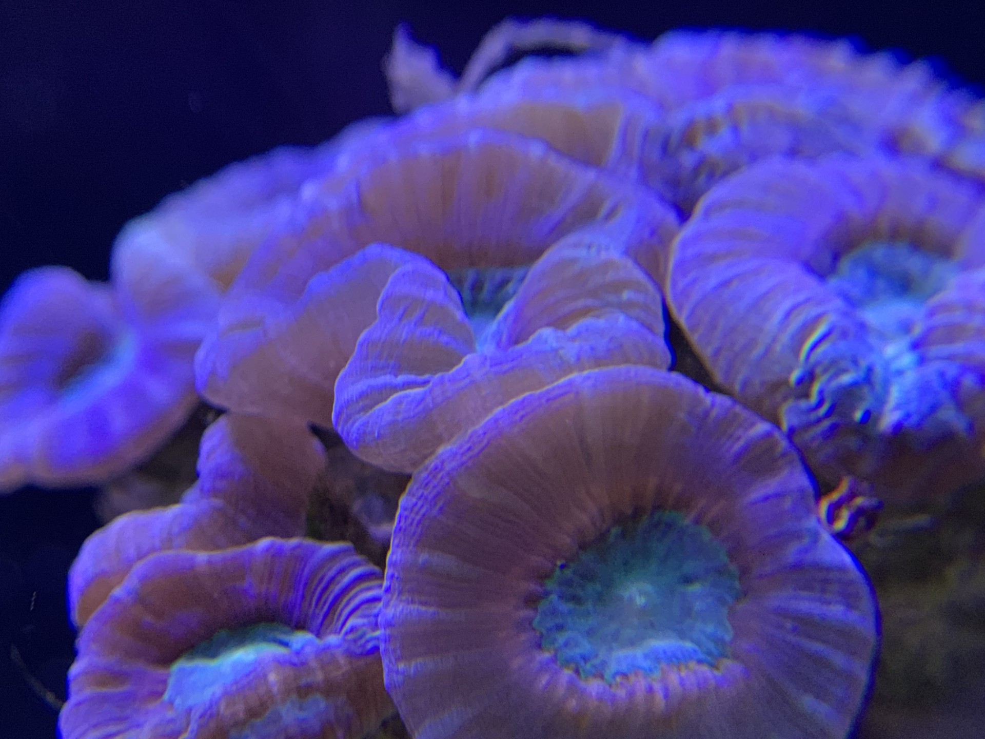 Aquascaping services