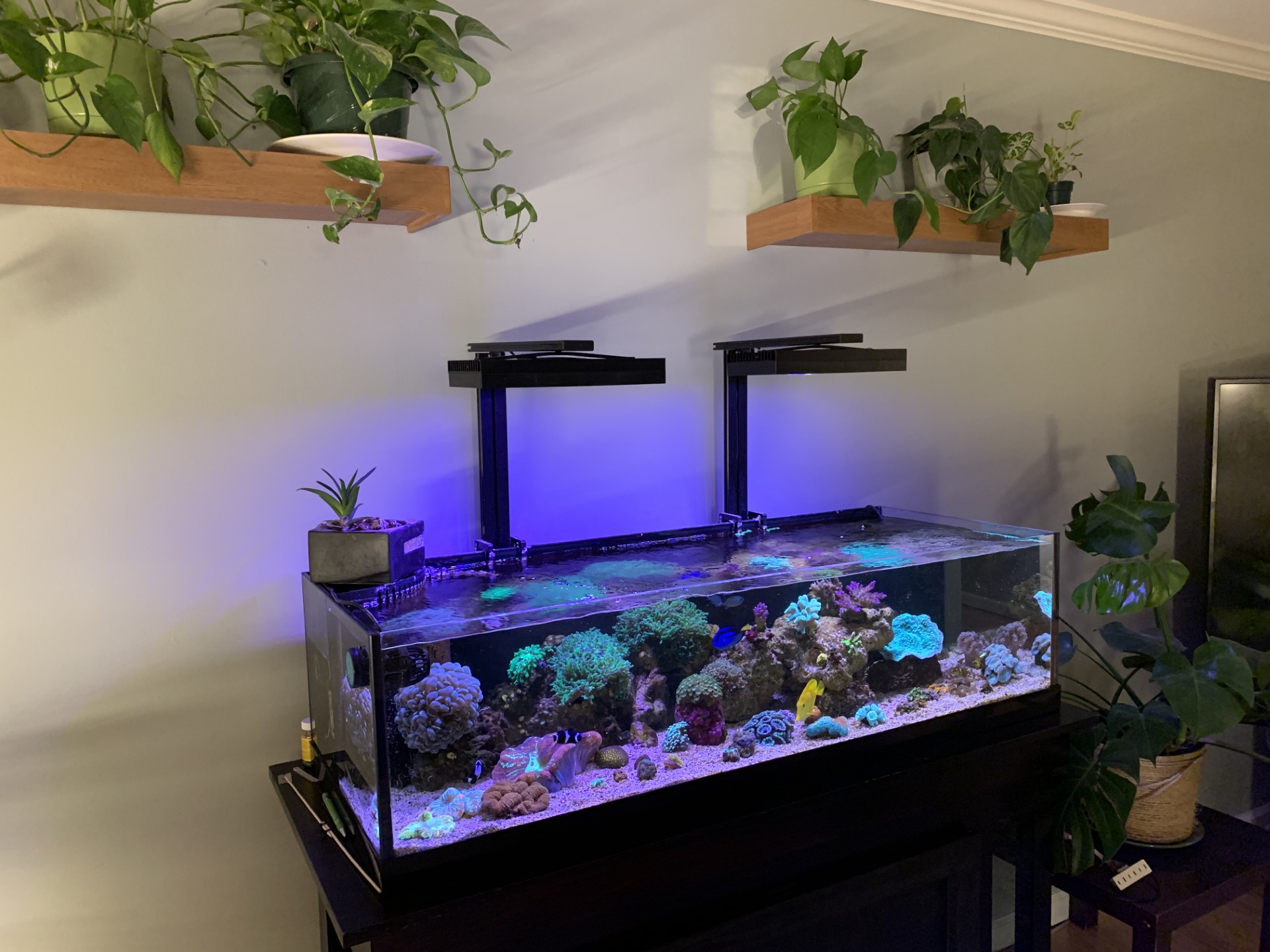 Fish tank water testing