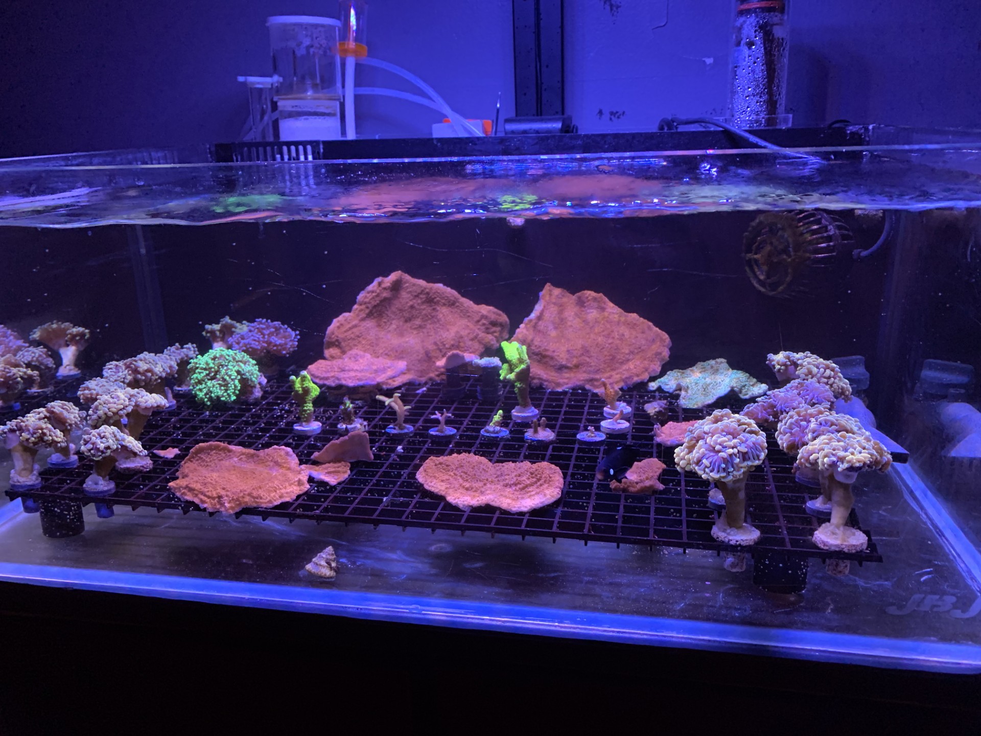 Saltwater aquarium care