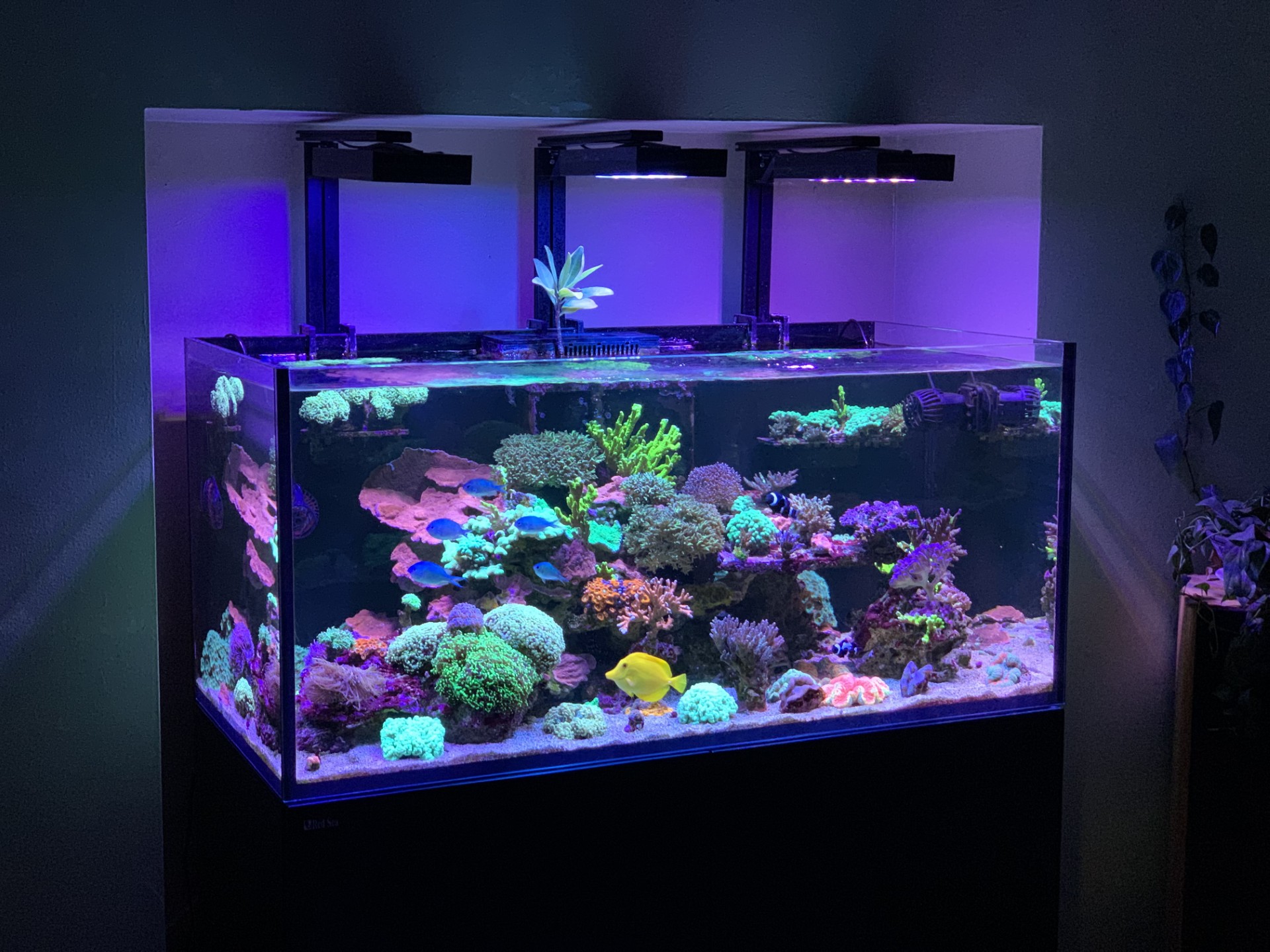 Reef aquarium maintenance