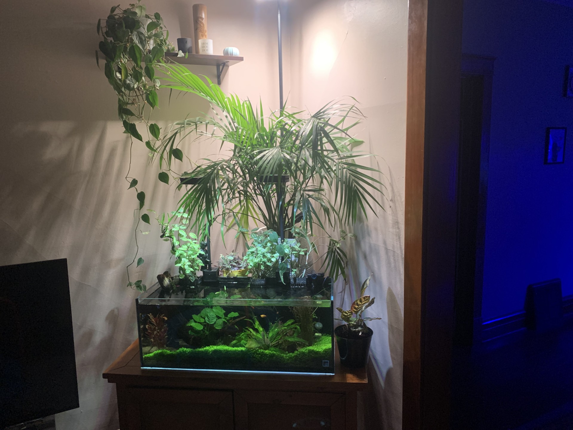 Professional aquarium services